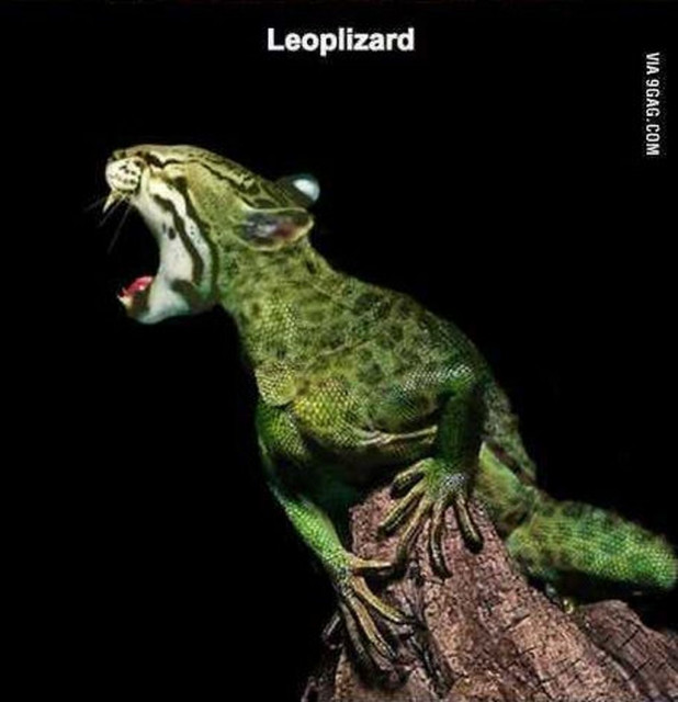 Is lizzard lick for real
