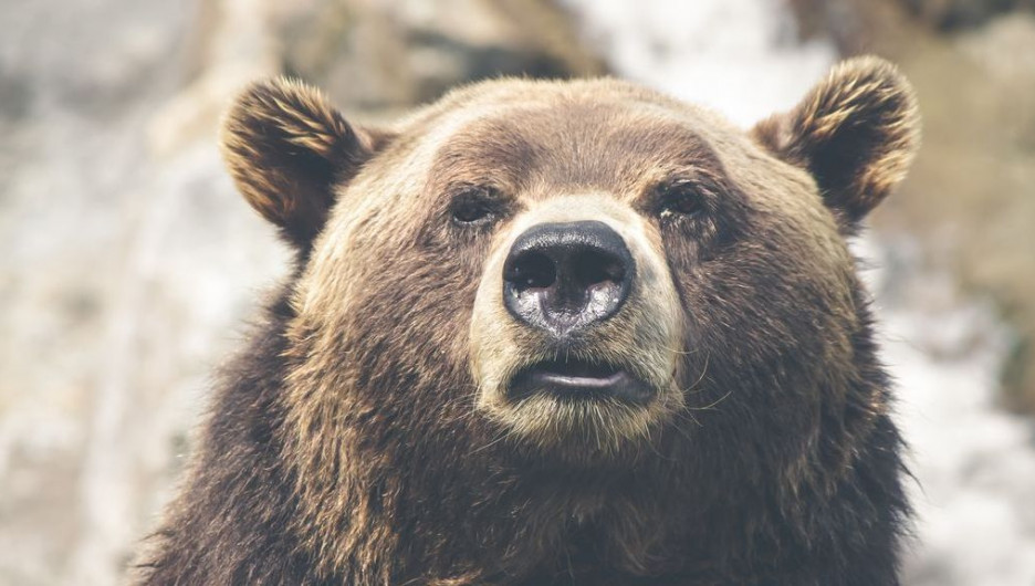 Медведи "закрыли" популярный туристический маршрут в Сибири