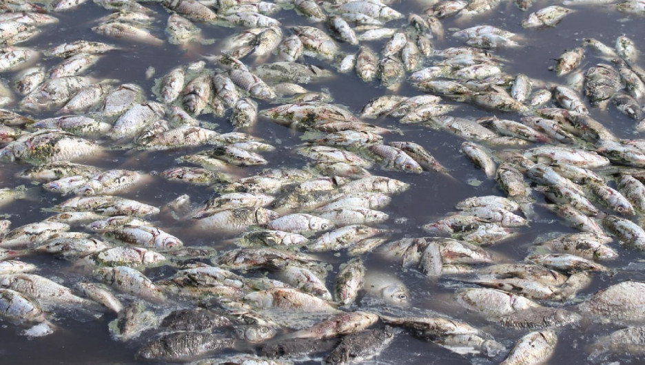 Алтайские следователи начали проверку по сообщениям о массовой гибели рыбы