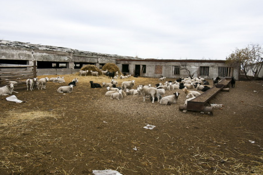Семейная ферма на Алтае.