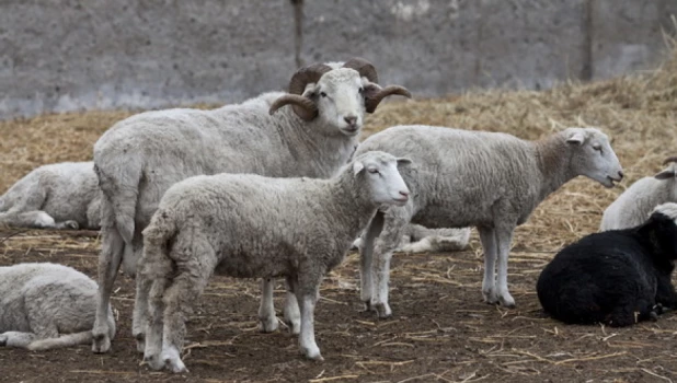 Семейная ферма на Алтае.