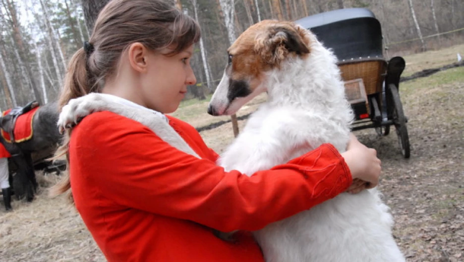 В Барнауле всего 12 русских псовых борзых, 5 из них участвовали в представлении.