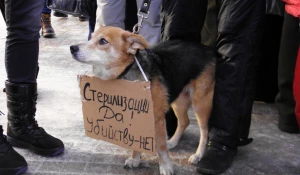 Пикет против убийства бездомных собак. Барнаул, 27 января 2013г.