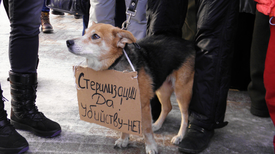 Пикет против убийства бездомных собак. Барнаул, 27 января 2013г.