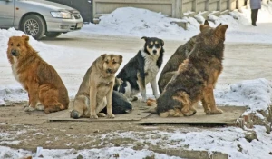 Бездомные животные в Барнауле.