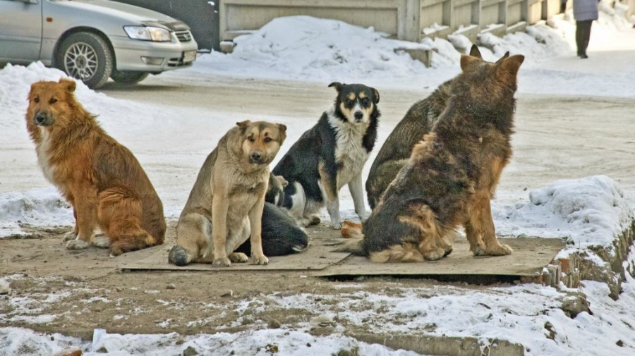 Бездомные животные в Барнауле.