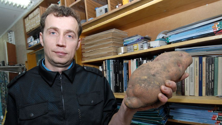 Барнаульский садовод вырастил картофель большого размера.