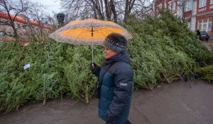 Продажа елок в Барнауле.