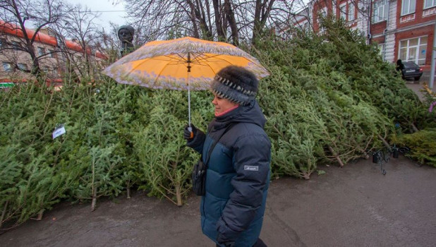Продажа елок в Барнауле.