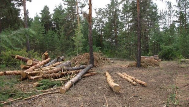 Рубки в Завьяловском заказнике.