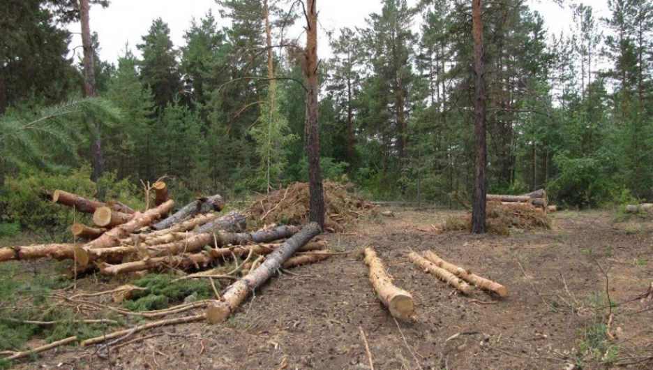 Рубки в Завьяловском заказнике.