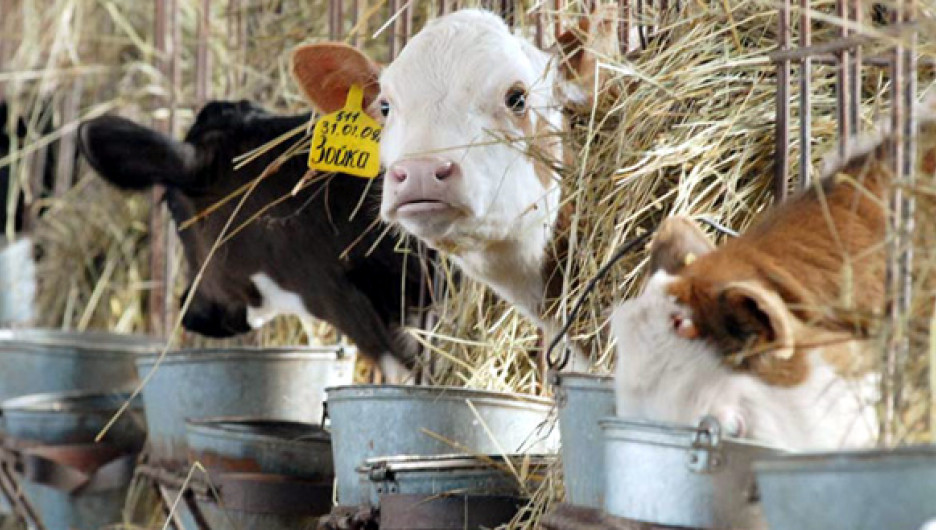 В Алтайском крае резко упали приемные цены на молоко