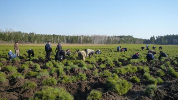 Перенос саженцев в снежники.