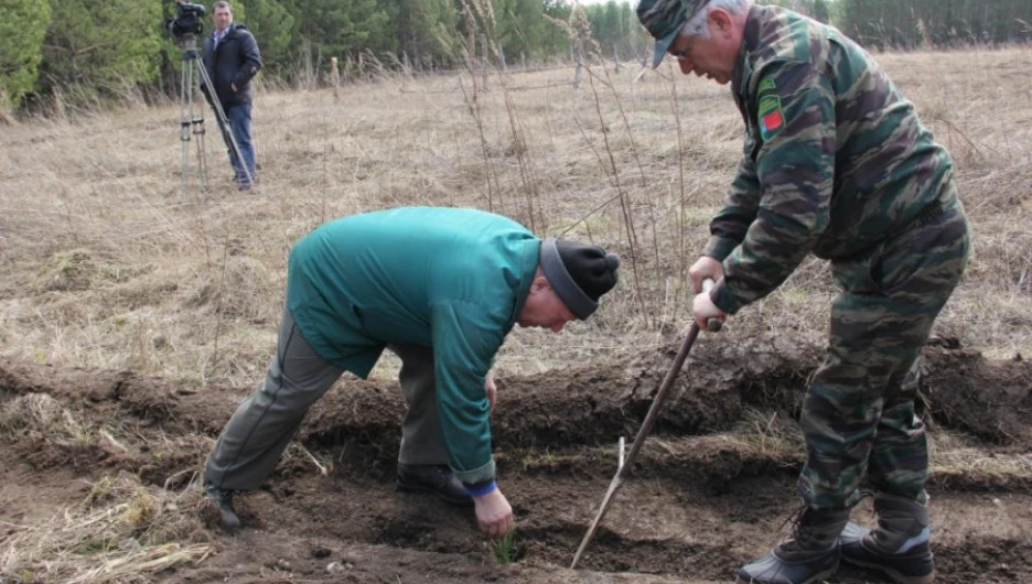 170 тысяч сеянцев двухлетней сосны, выращенной в лесном питомнике высокой культуры Угловского района Алтайского края, высадили в Кемеровской области.
