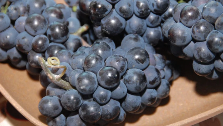 Алтайский виноград.