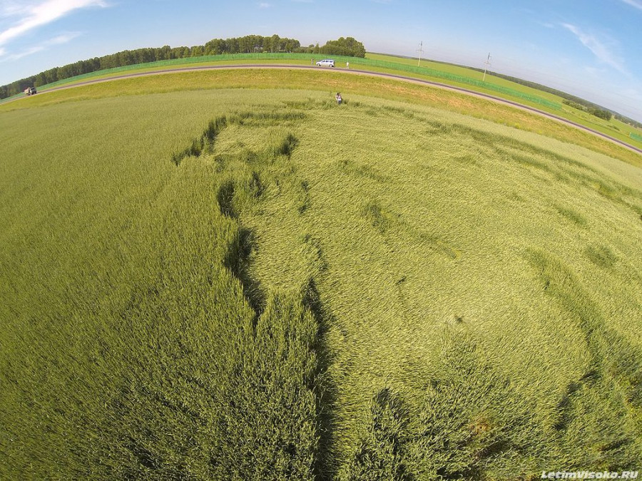 Таинственные круги появились на пшеничном поле под Троицком. Алтайский край, 1 июля 2014 года.