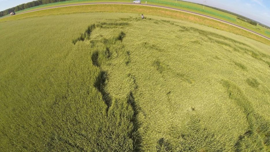 Таинственные круги появились на пшеничном поле под Троицком. Алтайский край, 1 июля 2014 года.