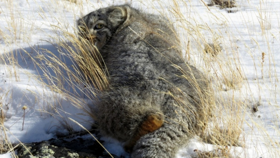 В алтайском национальном парке впервые сфотографировали дикого кота манула.