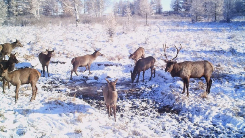 Маралы на снегу.