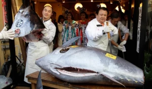 Голубой тунец.