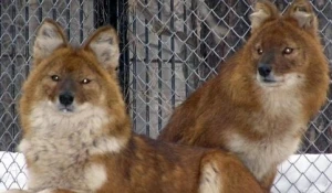 Красные волки.