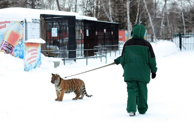 Звери в зоопарке "Лесная сказка" зимой.