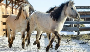 Якутские лошади.