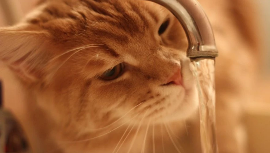 Котики и вода.