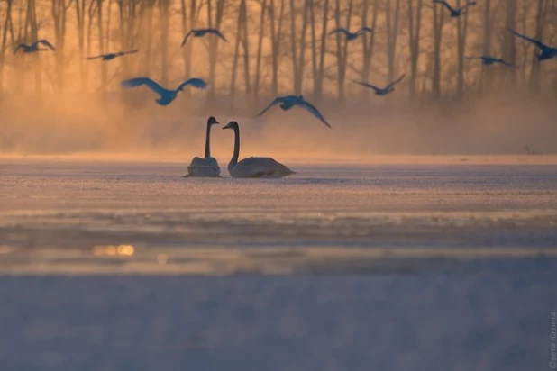 Лебеди на Алтае.