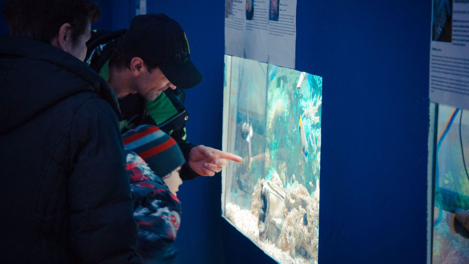 Выставка рыб чебоксары мегамолл
