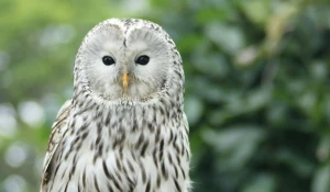 Длиннохвостая неясыть.