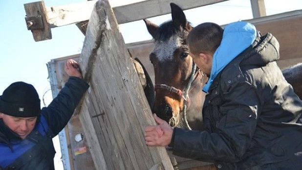 Породистая лошадь попала в ДТП в Бердске.