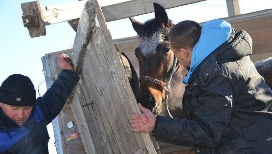 Лошадям везет. Кони Бердск. Попались с лошадьми в Беларуси. Задержали с лошадьми без документов в Смоленске. Попались с лошадьми в границы Белоруссии.