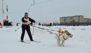 Кто быстрее буксирует лыжника – лошадь, собаки или мотоцикл: выясняли на любительских соревнованиях по скиджорингу в Барнауле.
