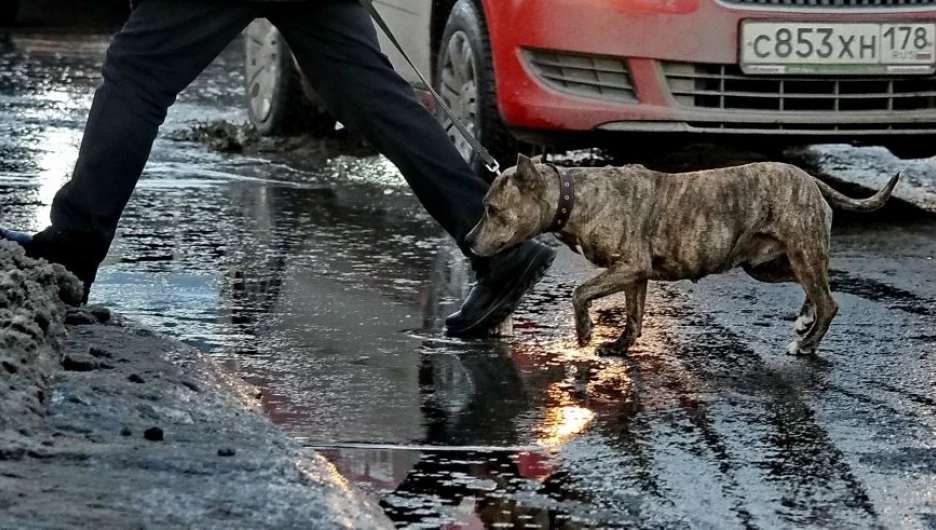 Вешние воды в первый день весны. Барнаул, 1 марта 2015 года.