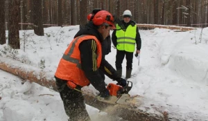 В Алтайском крае показали, как с максимальной пользой использовать древесину, заготовленную в перестойном лесу.