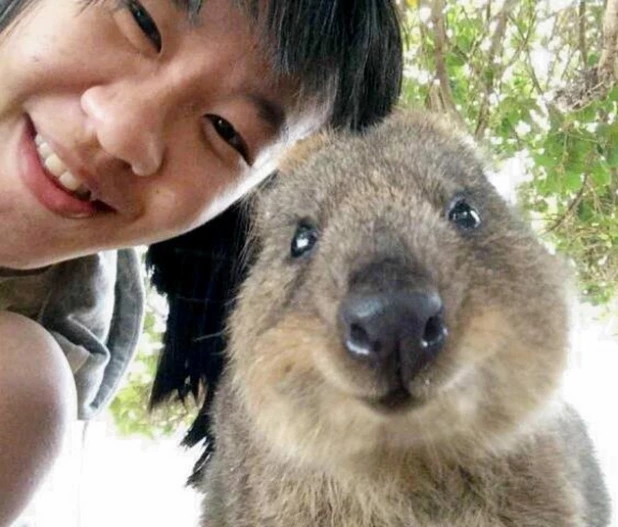 Quokka Selfie - новое интернет-увлечение австралийцев.