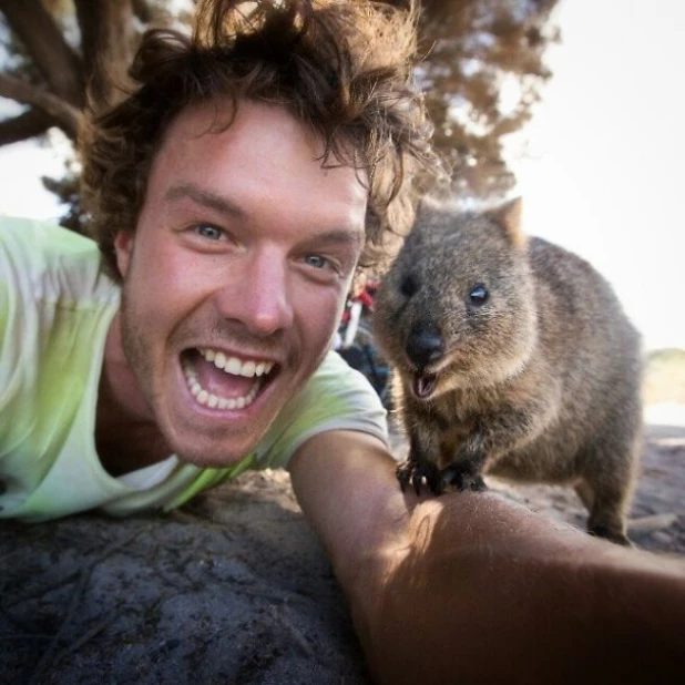 Quokka Selfie - новое интернет-увлечение австралийцев.