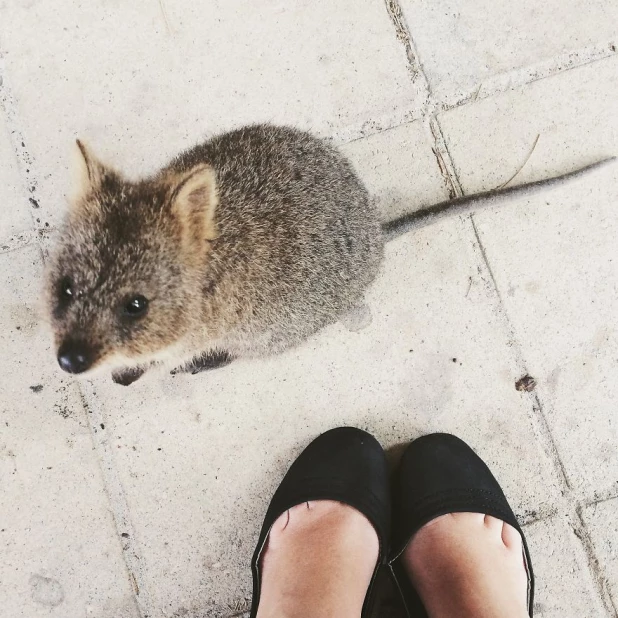 Quokka Selfie - новое интернет-увлечение австралийцев.