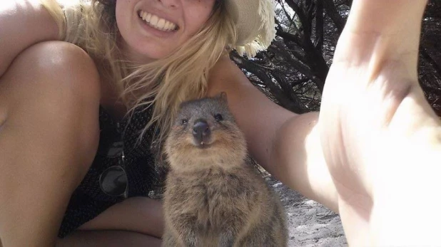 Quokka Selfie - новое интернет-увлечение австралийцев.