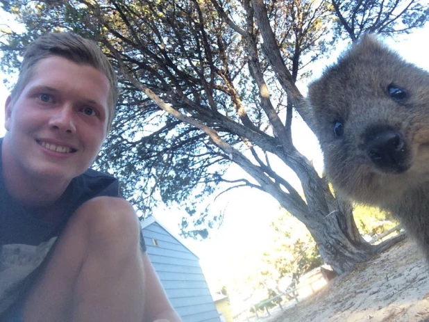 Quokka Selfie - новое интернет-увлечение австралийцев.