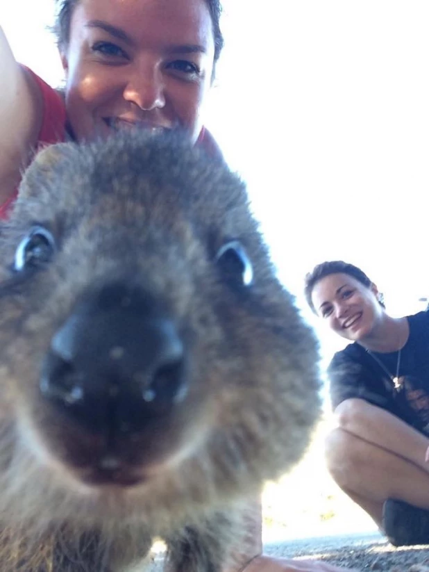 Quokka Selfie - новое интернет-увлечение австралийцев.