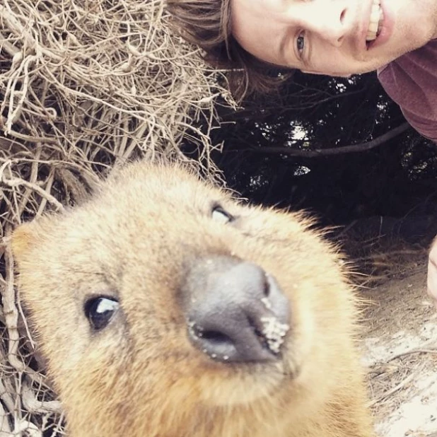 Quokka Selfie - новое интернет-увлечение австралийцев.