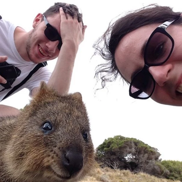 Quokka Selfie - новое интернет-увлечение австралийцев.