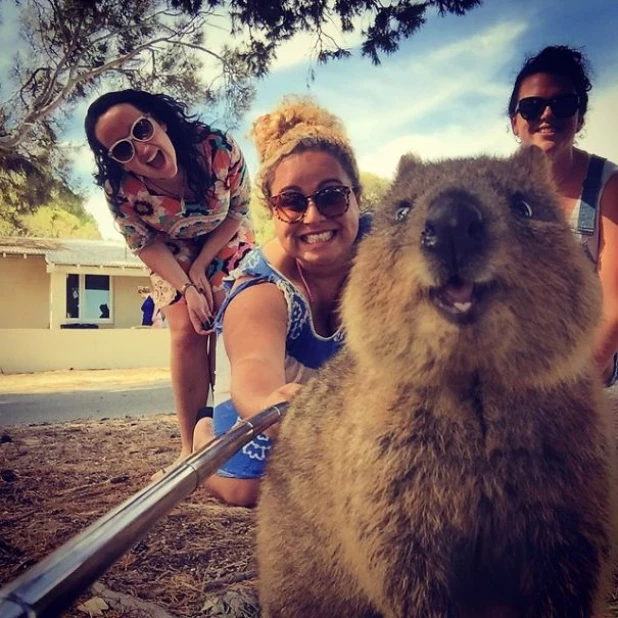 Quokka Selfie - новое интернет-увлечение австралийцев.