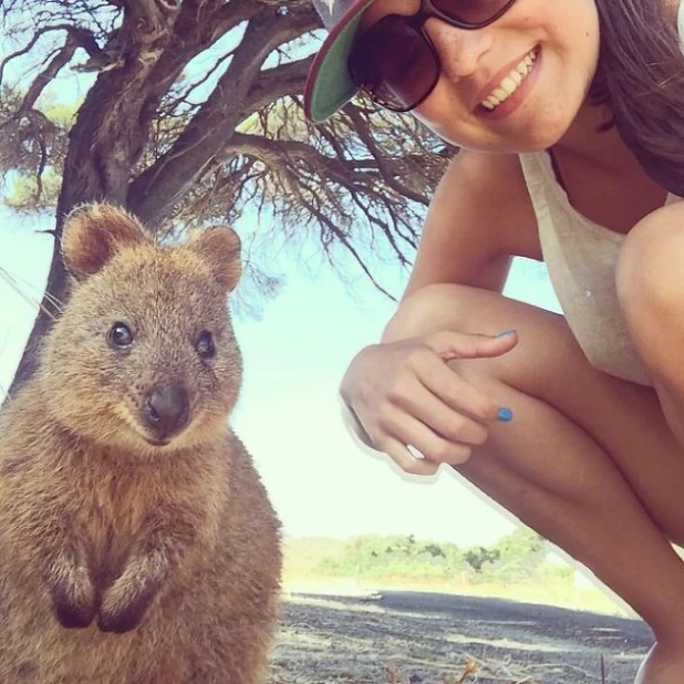 Quokka Selfie - новое интернет-увлечение австралийцев.