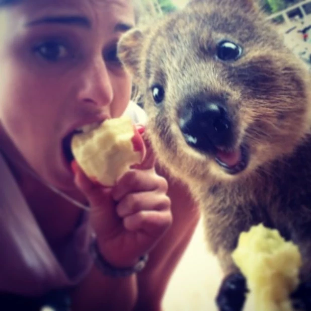 Quokka Selfie - новое интернет-увлечение австралийцев.