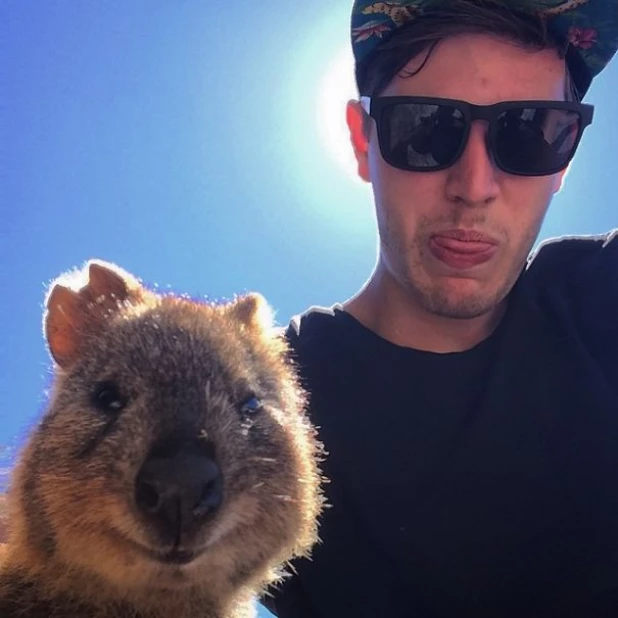 Quokka Selfie - новое интернет-увлечение австралийцев.