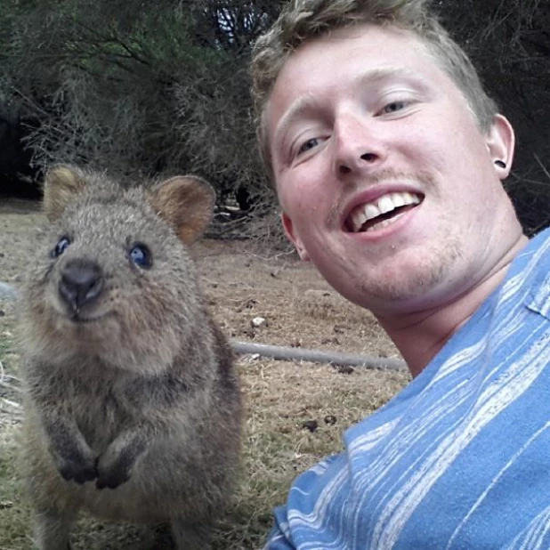 Quokka Selfie - новое интернет-увлечение австралийцев.