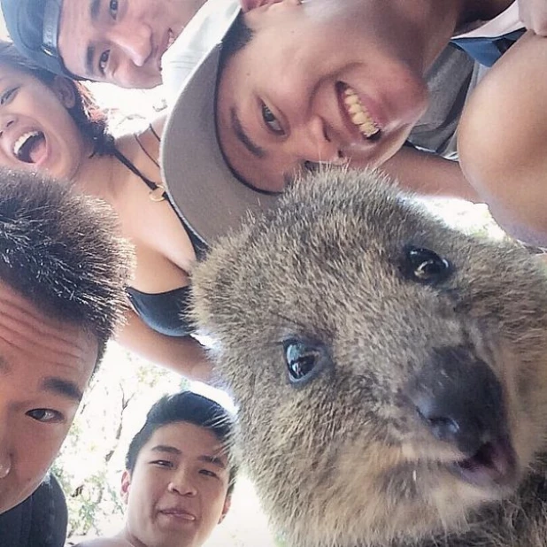 Quokka Selfie - новое интернет-увлечение австралийцев.